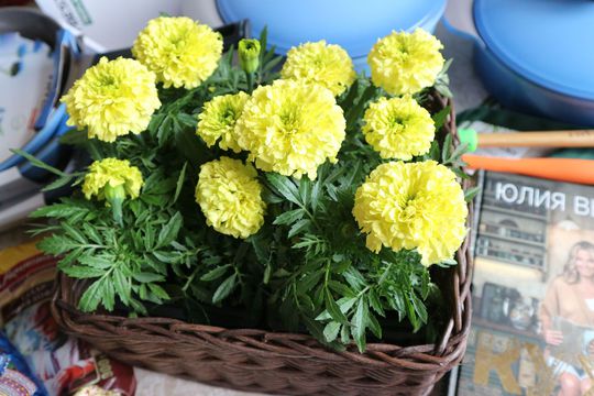 Благодарность сайту 