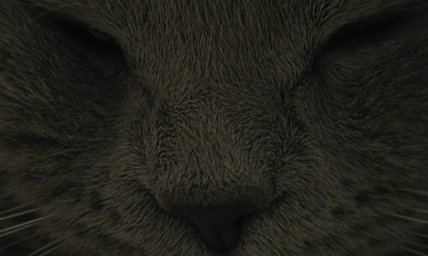 Мясо с курагой и черносливом