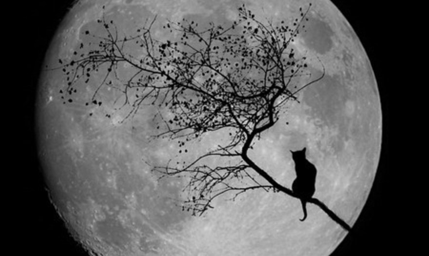 Рулетики из лаваша с сельдью и яйцом