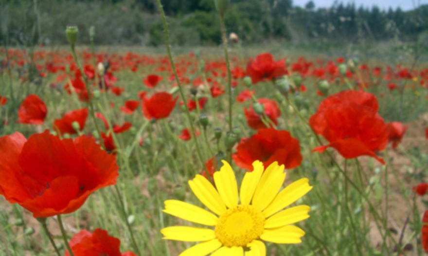 Рождественский гусь с яблочным пюре  