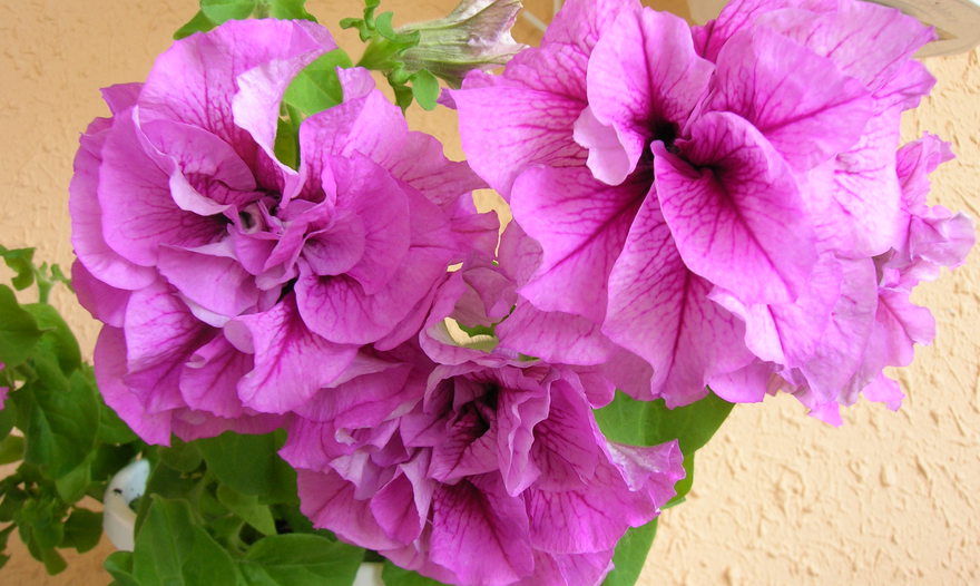 Теплый салат с лисичками  