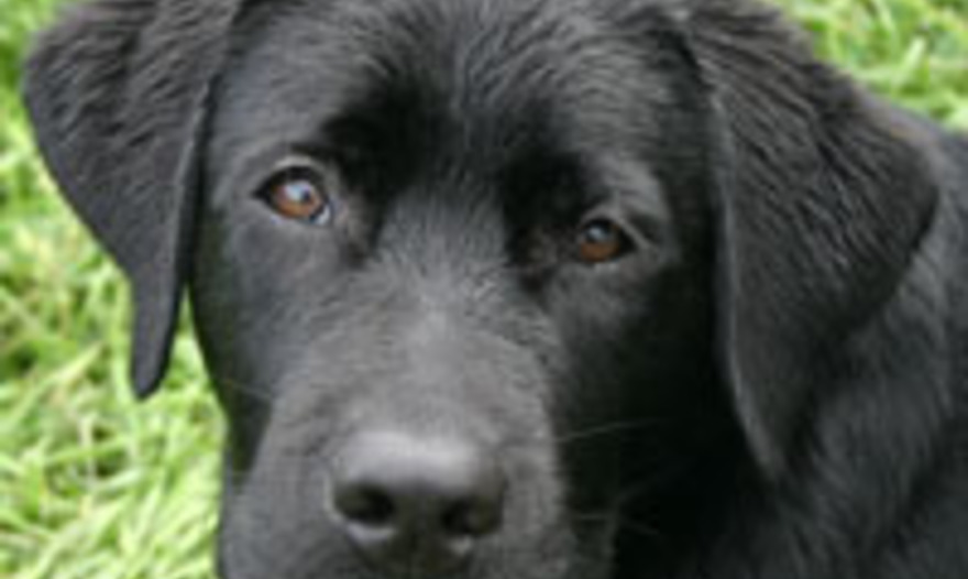 Оладушки из кабачков 