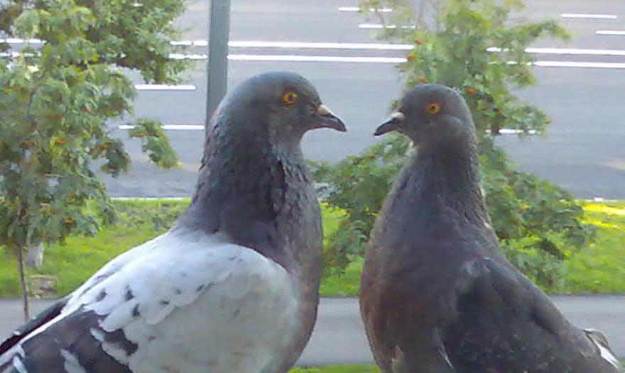 Кекс с грушами