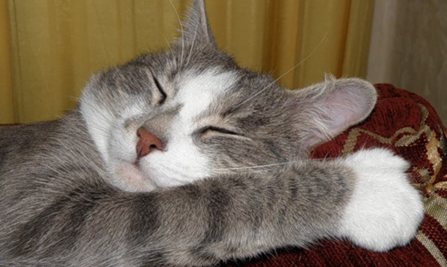 Ванильный сироп