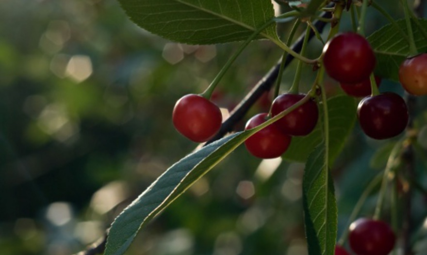 Мусс из фиников со взбитыми сливками