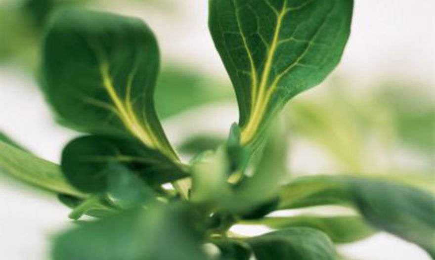 Картофельный салат с горчичной заправкой