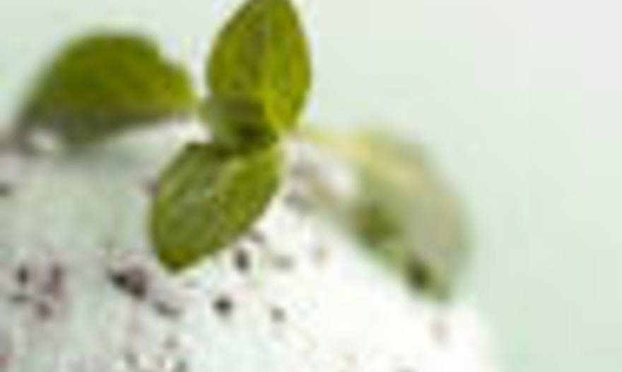 мороженое из маскарпоне 