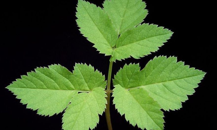 Салат "Все лето в тарелке"