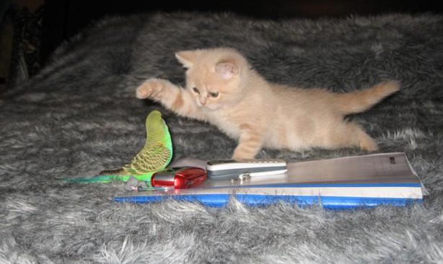 Куриные ленивцы "в обнимку" с грибным соусом