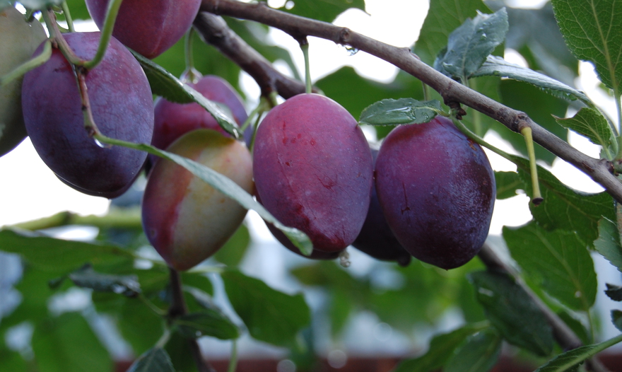 Котлеты из ледяной рыбы