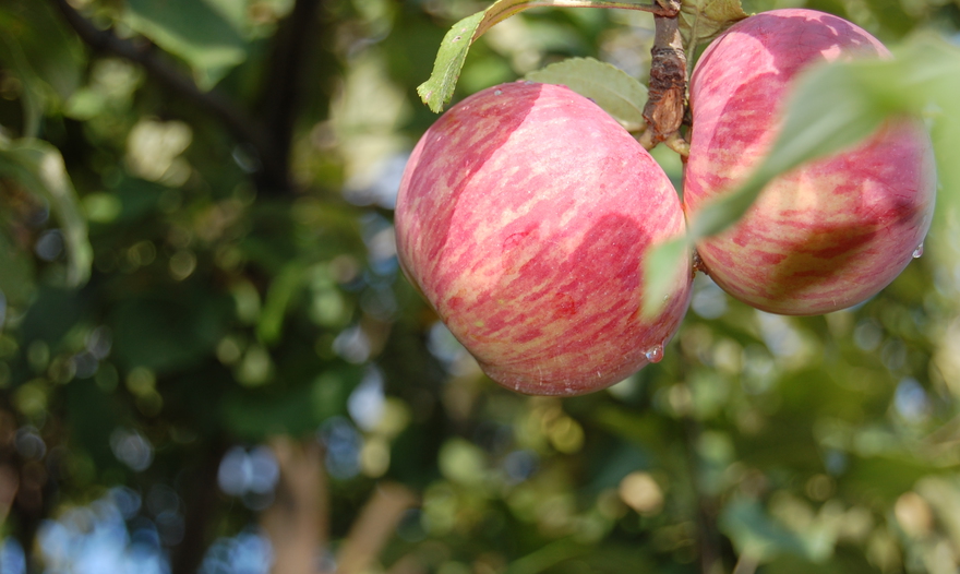 Котлеты из ледяной рыбы