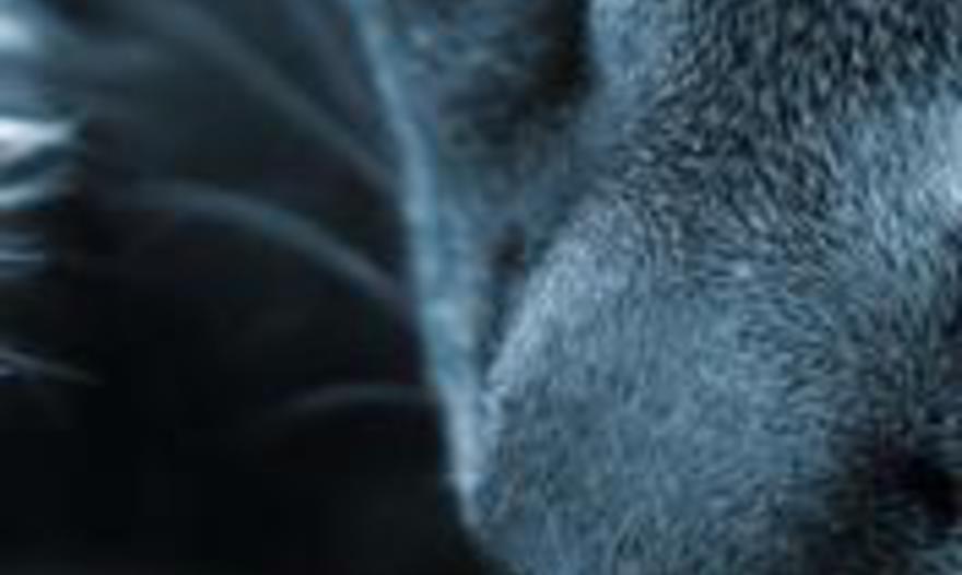 лосось в маковой панировке