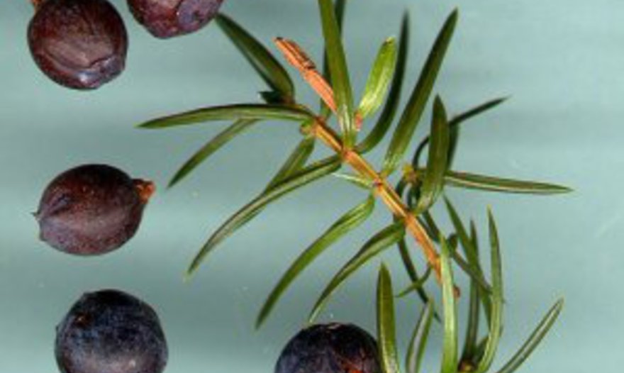 Восточный пряный суп.