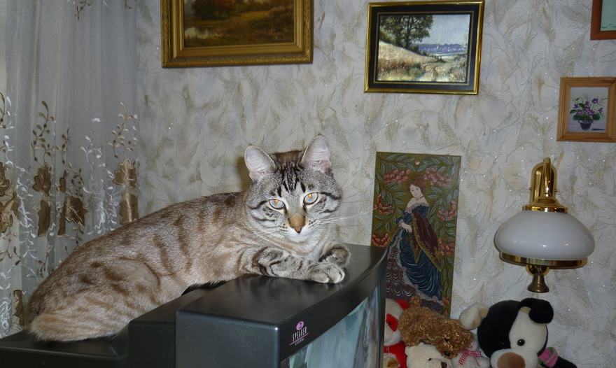 Венский торт "Захер" (Sachertorte)