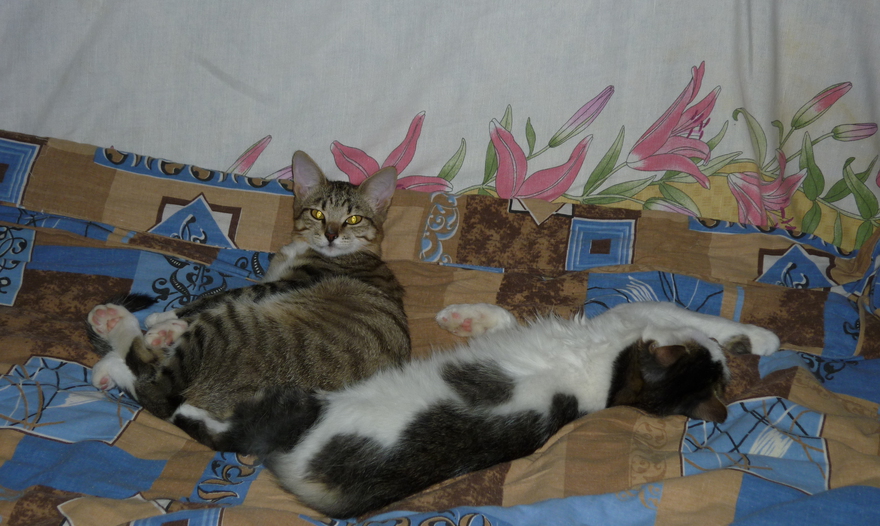 Венский торт "Захер" (Sachertorte)