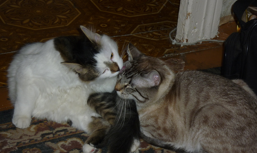 Венский торт "Захер" (Sachertorte)