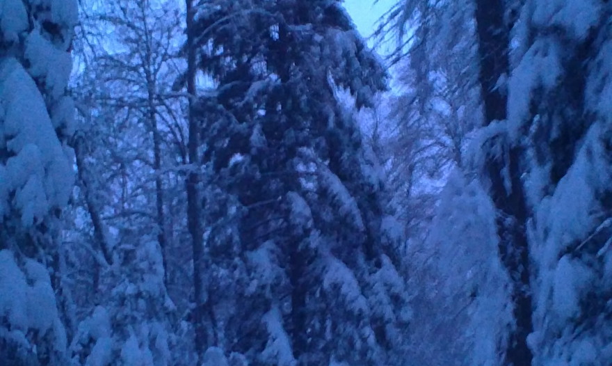 Теплый салат с лисичками  