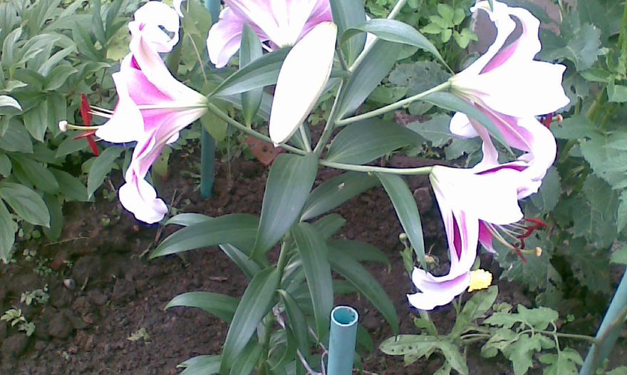 Теплый салат из шампиньонов в сметане