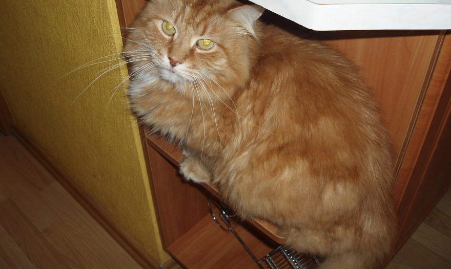 Тушеная цветная капуста