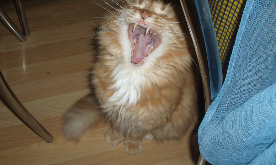 Тушеная цветная капуста