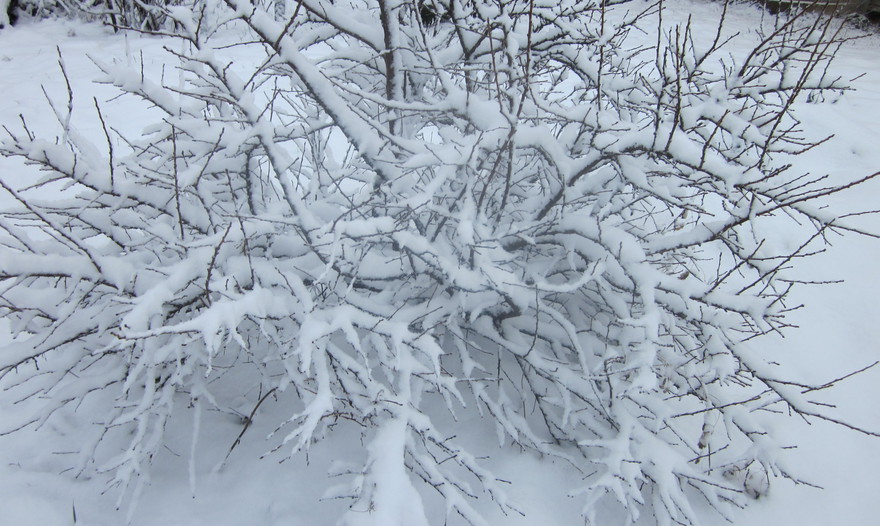 Постные чечевичные котлеты