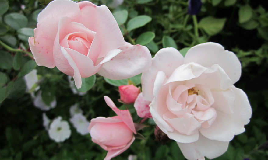 Постные чечевичные котлеты