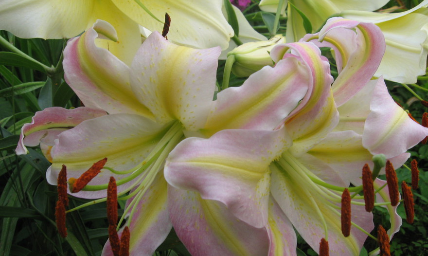 Постные чечевичные котлеты