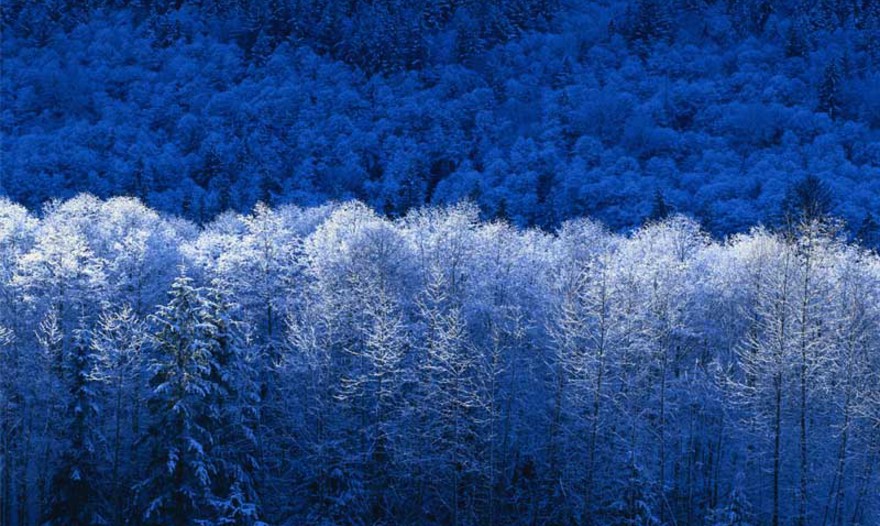 Картофель фаршированный грибами в грибном соусе