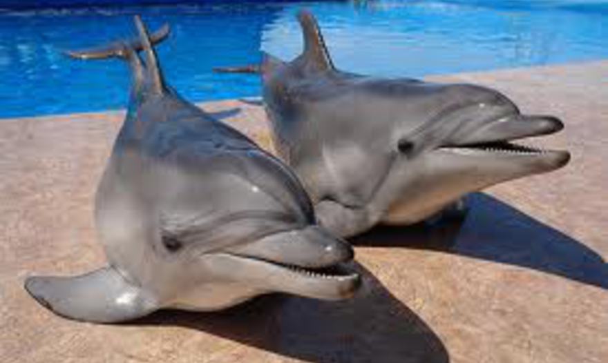 Дымлама (домлома, хашлома) – один из вариантов