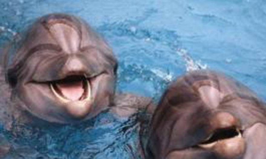 Дымлама (домлома, хашлома) – один из вариантов