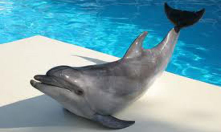 Дымлама (домлома, хашлома) – один из вариантов