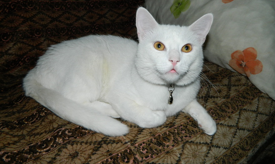 Миндальный торт с ягодами