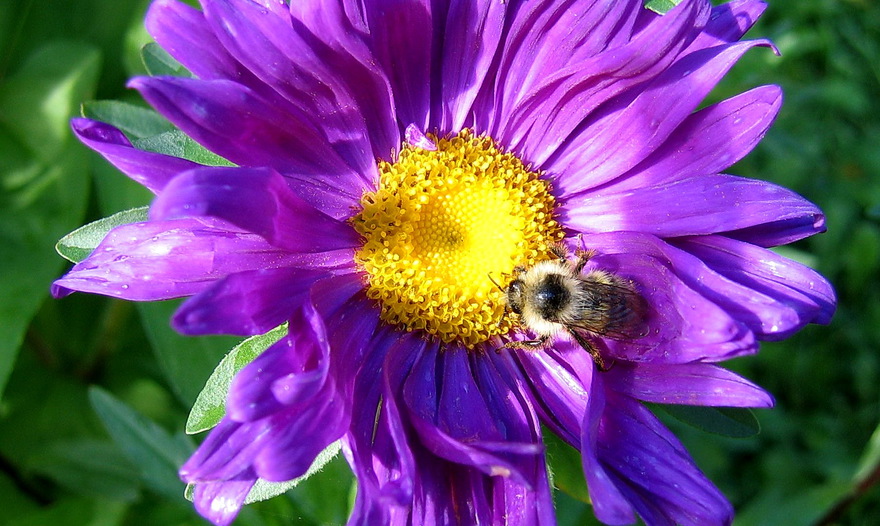 Пирог с грибами