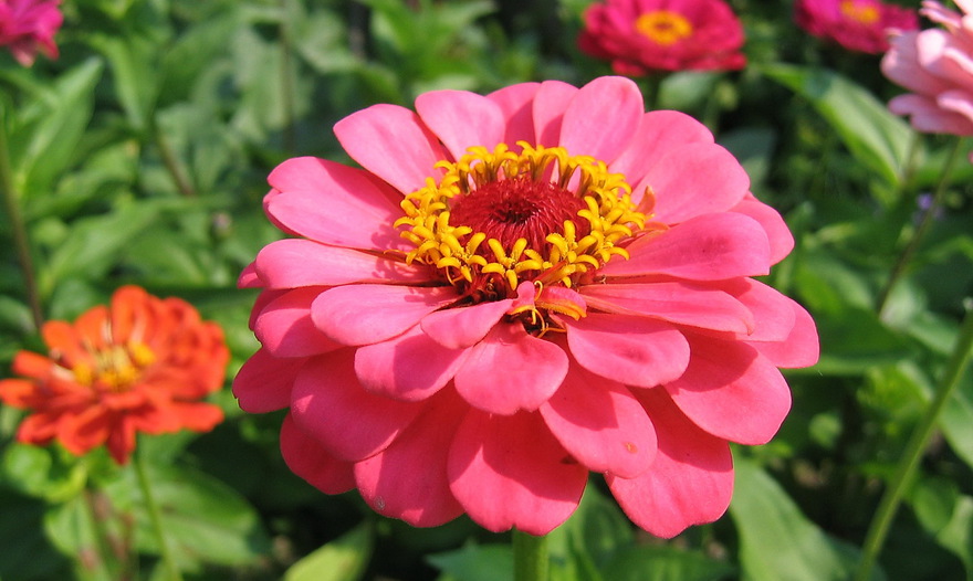 Пирог с грибами