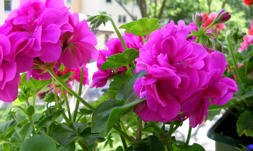 Пирог с грибами