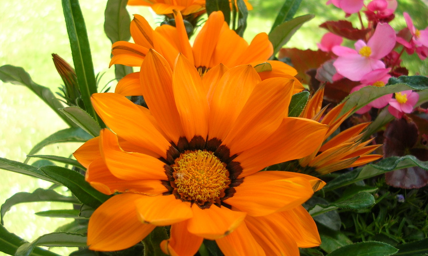 Пирог с грибами