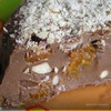 Шоколадный торт-тянучка с курагой и орехами
