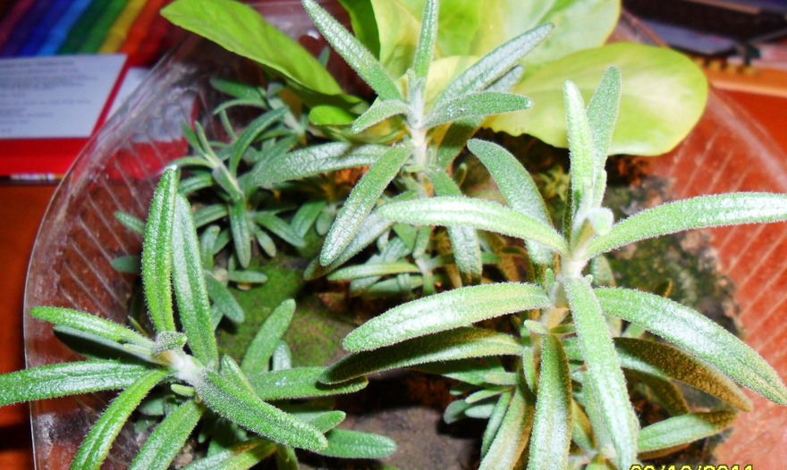 Курица в фольге "По-быстрому"