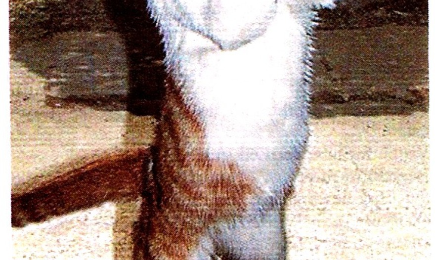 Варенье из персиков и груш.