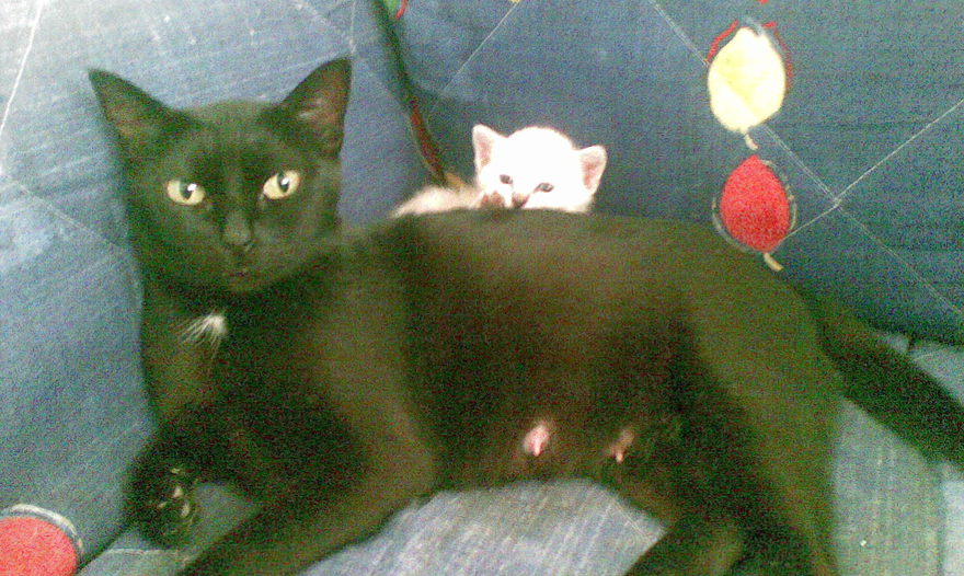 Рулет из телятины, фаршированный шпинатом