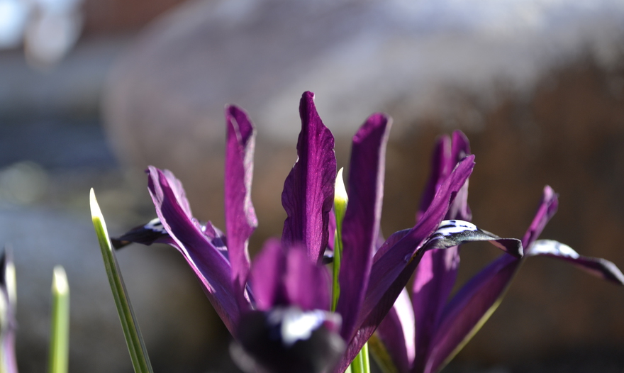 Салат с запеченным картофелем, беконом и помидорами