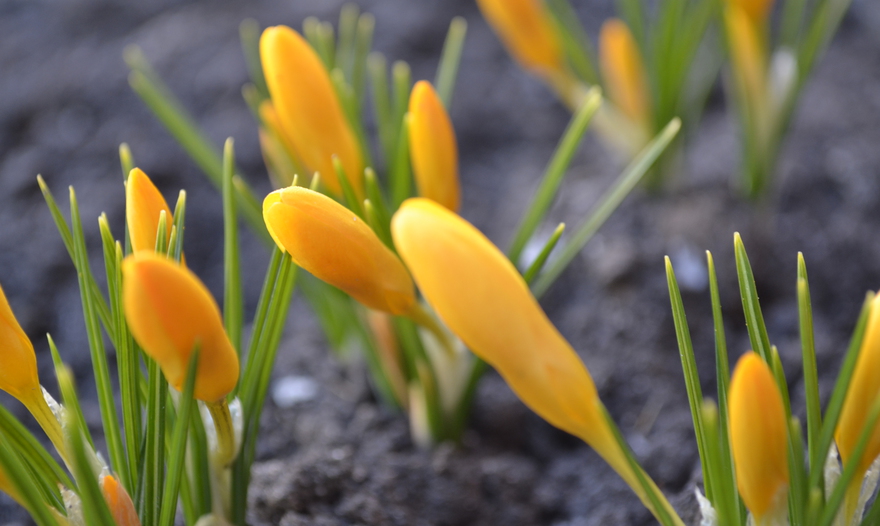 Салат с запеченным картофелем, беконом и помидорами