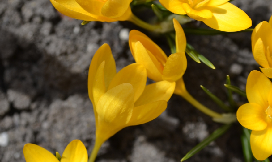 Салат с запеченным картофелем, беконом и помидорами