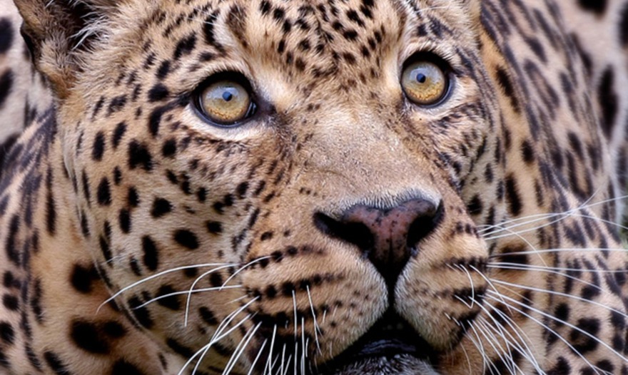 Греческие пирожки с фетой и мятой