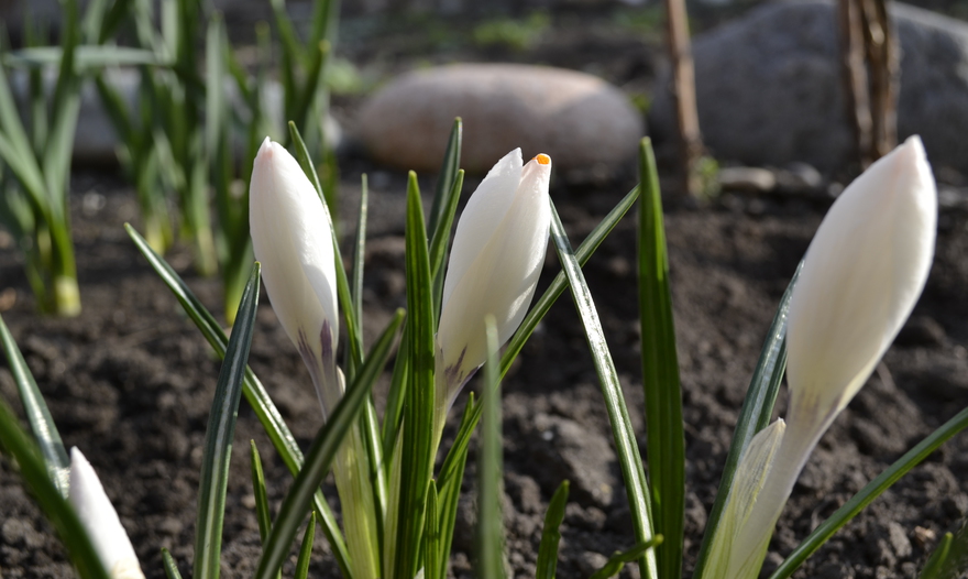 Салат с запеченным картофелем, беконом и помидорами