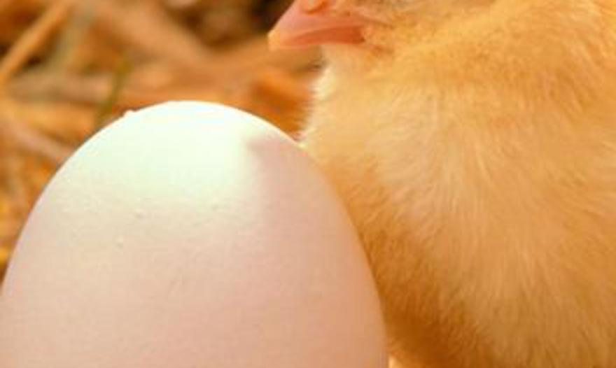 Рыба с лимонным сорго