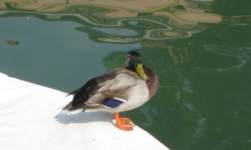 Грудинка из духовки 