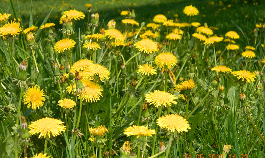 Картофельно-мясная запеканка (Hachis Parmentier)