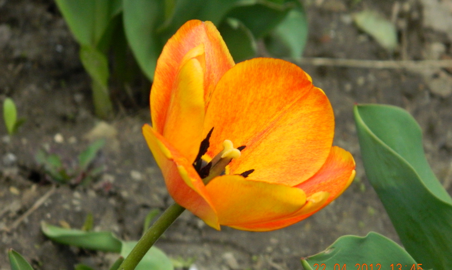 Картофельно-мясная запеканка (Hachis Parmentier)