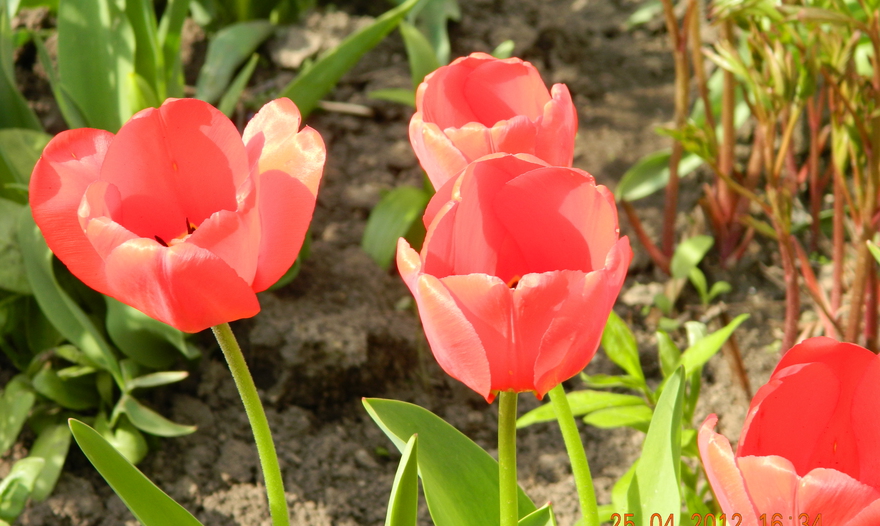 Картофельно-мясная запеканка (Hachis Parmentier)